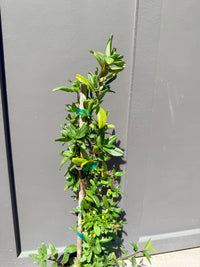 Japanese Honeysuckle ‘Halliana’ – Fragrant Climbing Vine (1 Gallon)