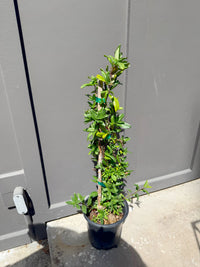 Japanese Honeysuckle ‘Halliana’ – Fragrant Climbing Vine (1 Gallon)