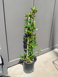 Japanese Honeysuckle ‘Halliana’ – Fragrant Climbing Vine (1 Gallon)
