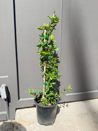 Japanese Honeysuckle ‘Halliana’ – Fragrant Climbing Vine (1 Gallon)