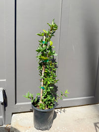 Japanese Honeysuckle ‘Halliana’ – Fragrant Climbing Vine (1 Gallon)