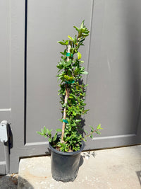 Japanese Honeysuckle ‘Halliana’ – Fragrant Climbing Vine (1 Gallon)
