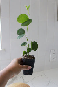Orchid Tree – Flowering Garden Starter Tree