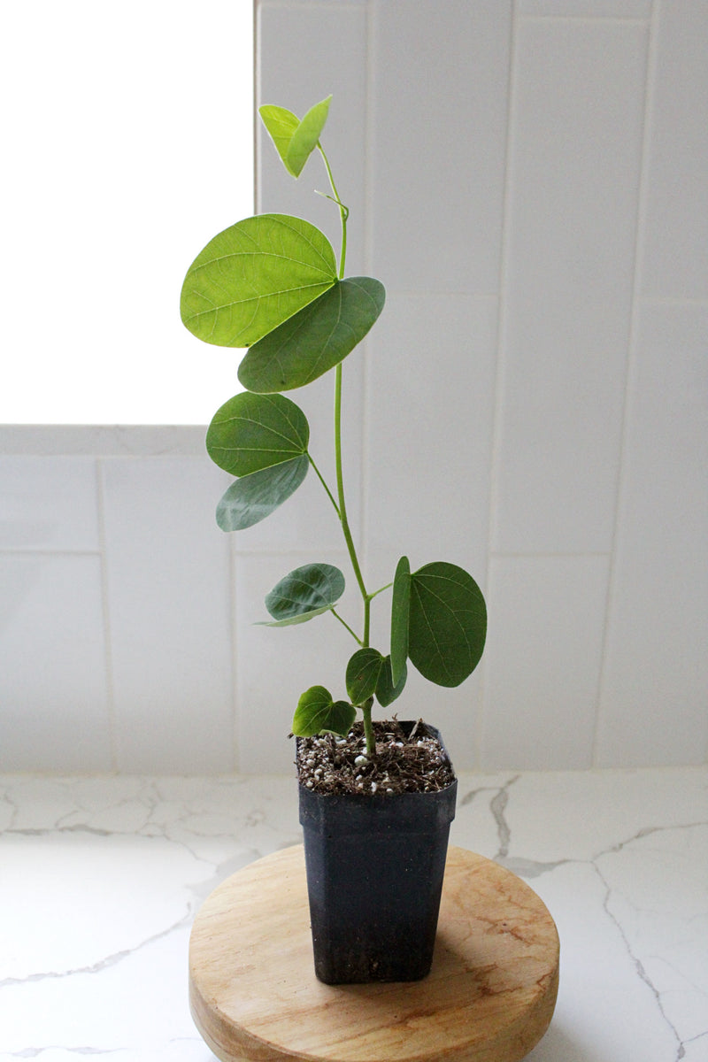 Orchid Tree – Flowering Garden Starter Tree