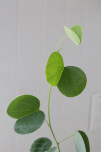 Orchid Tree – Flowering Garden Starter Tree