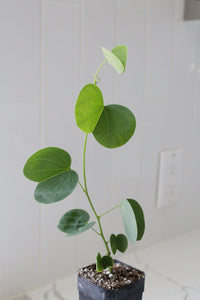 Orchid Tree – Flowering Garden Starter Tree