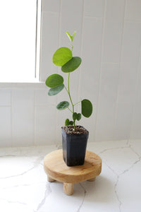 Orchid Tree – Flowering Garden Starter Tree
