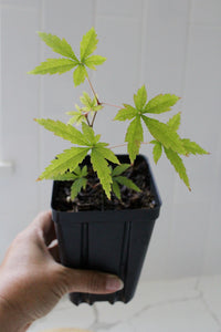 Maple Tree – Ornamental Garden Starter Tree