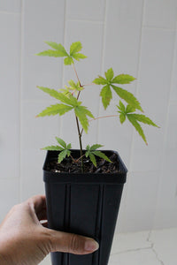 Maple Tree – Ornamental Garden Starter Tree