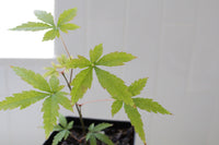 Maple Tree – Ornamental Garden Starter Tree
