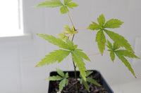 Maple Tree – Ornamental Garden Starter Tree