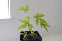 Maple Tree – Ornamental Garden Starter Tree