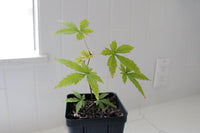 Maple Tree – Ornamental Garden Starter Tree