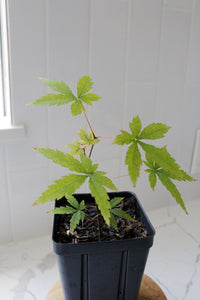 Maple Tree – Ornamental Garden Starter Tree