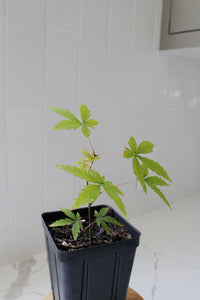 Maple Tree – Ornamental Garden Starter Tree