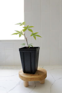 Maple Tree – Ornamental Garden Starter Tree