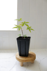 Maple Tree – Ornamental Garden Starter Tree