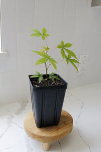 Maple Tree – Ornamental Garden Starter Tree