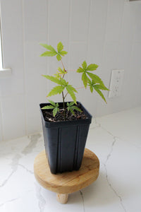 Maple Tree – Ornamental Garden Starter Tree