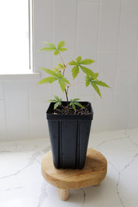 Maple Tree – Ornamental Garden Starter Tree