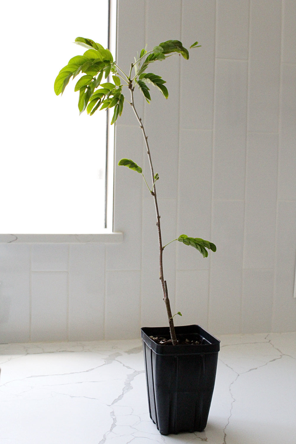 Powderpuff Pink Tree Starter - Calliandra Inaequilatera
