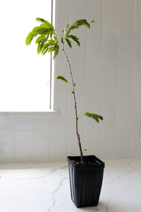 Powderpuff Pink Tree Starter - Calliandra Inaequilatera