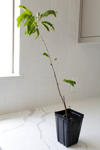 Powderpuff Pink Tree Starter - Calliandra Inaequilatera