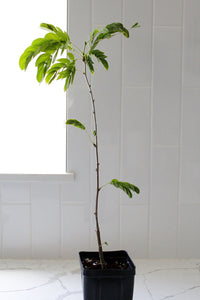 Powderpuff Pink Tree Starter - Calliandra Inaequilatera