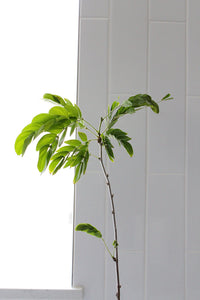 Powderpuff Pink Tree Starter - Calliandra Inaequilatera