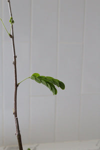 Powderpuff Pink Tree Starter - Calliandra Inaequilatera