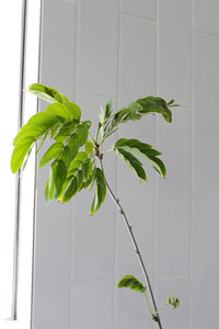 Powderpuff Pink Tree Starter - Calliandra Inaequilatera