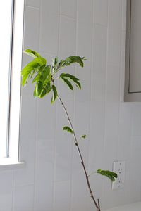 Powderpuff Pink Tree Starter - Calliandra Inaequilatera