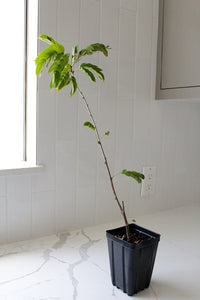 Powderpuff Pink Tree Starter - Calliandra Inaequilatera