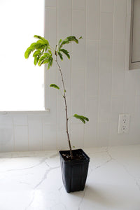 Powderpuff Pink Tree Starter - Calliandra Inaequilatera