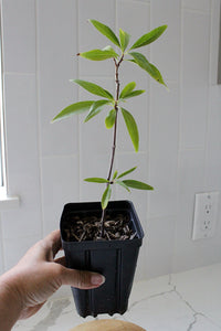 Pink Dawn Chitalpa – Flowering Garden Starter Tree (4 inch)