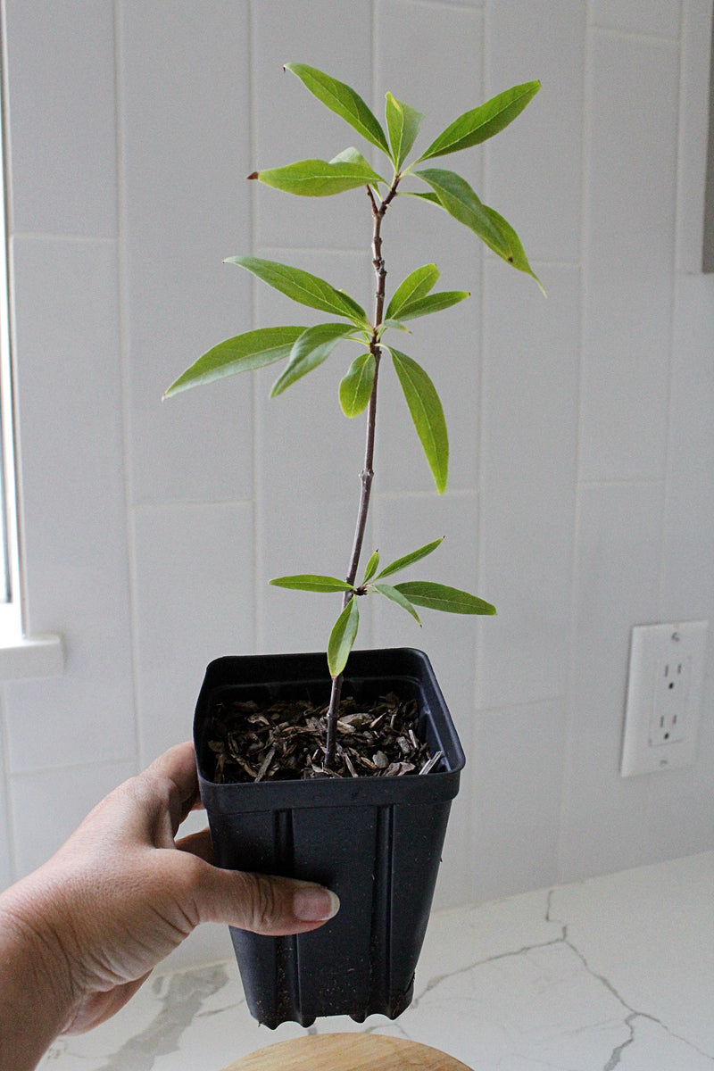 Pink Dawn Chitalpa – Flowering Garden Starter Tree (4 inch)