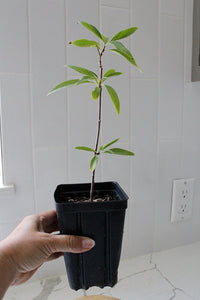 Pink Dawn Chitalpa – Flowering Garden Starter Tree (4 inch)