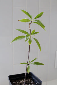Pink Dawn Chitalpa – Flowering Garden Starter Tree (4 inch)