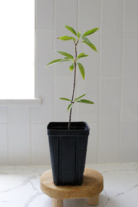 Pink Dawn Chitalpa – Flowering Garden Starter Tree (4 inch)