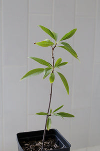 Pink Dawn Chitalpa – Flowering Garden Starter Tree (4 inch)