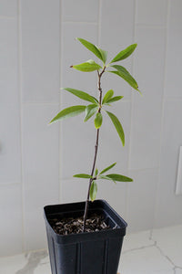 Pink Dawn Chitalpa – Flowering Garden Starter Tree (4 inch)