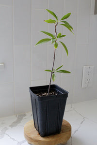Pink Dawn Chitalpa – Flowering Garden Starter Tree (4 inch)