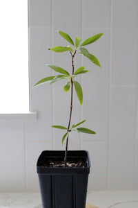 Pink Dawn Chitalpa – Flowering Garden Starter Tree (4 inch)