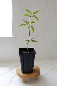 Pink Dawn Chitalpa – Flowering Garden Starter Tree (4 inch)
