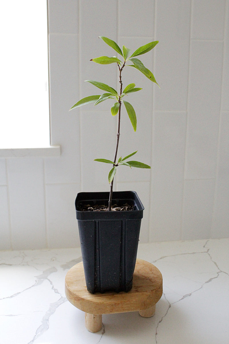Pink Dawn Chitalpa – Flowering Garden Starter Tree (4 inch)
