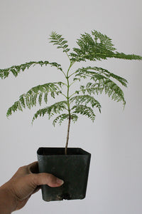 Jacaranda Tree Starter – Purple Flowering Tropical Plant for Garden