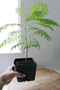 Jacaranda Tree Starter – Purple Flowering Tropical Plant for Garden