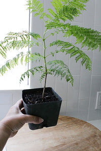 Jacaranda Tree Starter – Purple Flowering Tropical Plant for Garden