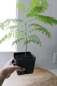 Jacaranda Tree Starter – Purple Flowering Tropical Plant for Garden