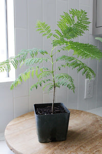 Jacaranda Tree Starter – Purple Flowering Tropical Plant for Garden